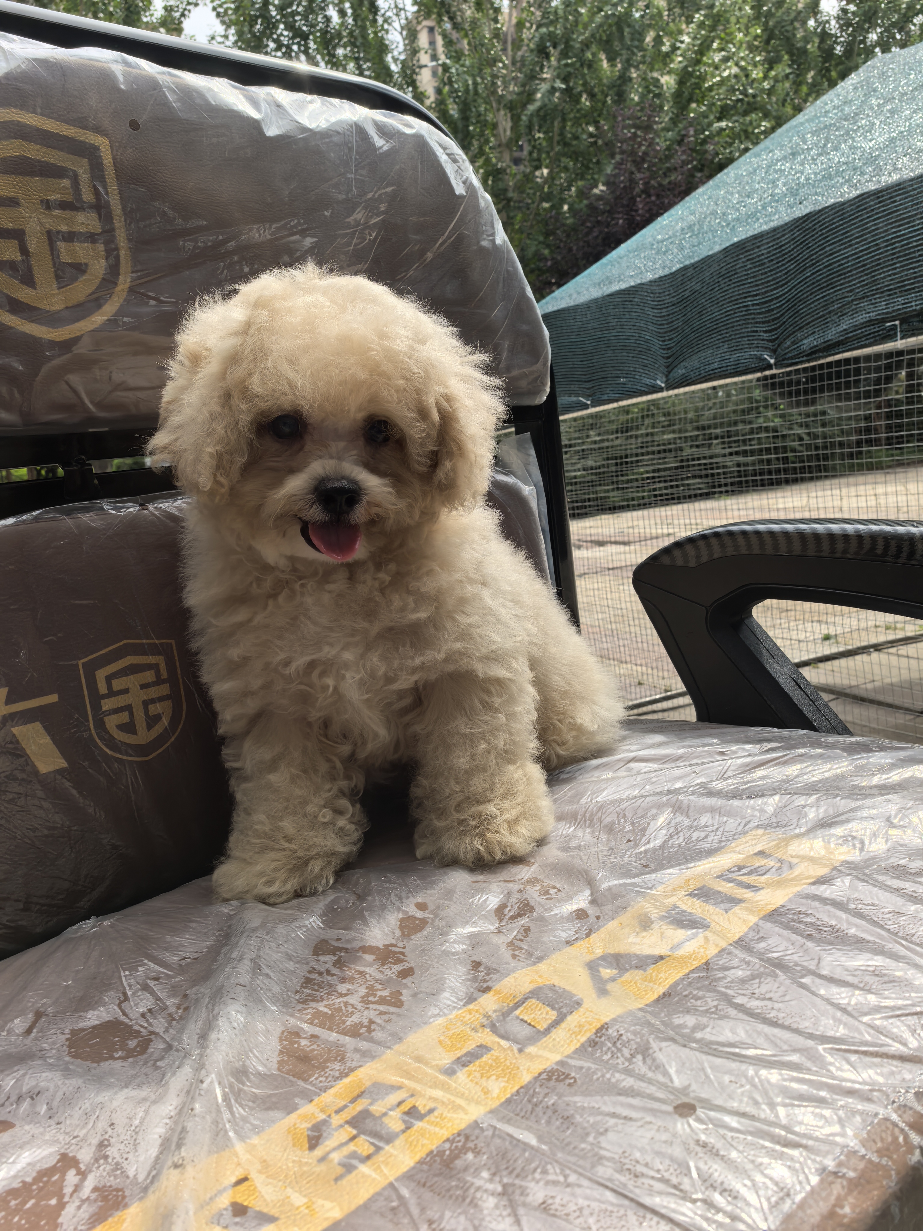 出售泰迪熊，奶油色，微兜